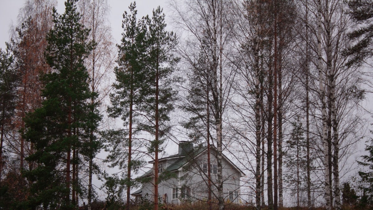 landscape photography of green-leaved trees